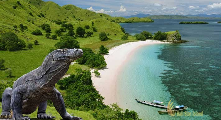 Ultimate Komodo Encounter