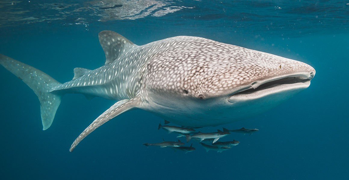 Ultimate Whale Shark Encounter